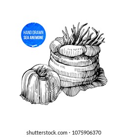 Hand drawn black and white sea anemones. Vector illustration