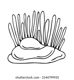 Hand drawn black and white sea doodle sketch illustration. The corals.