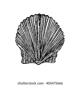 Hand drawn black and white seashell