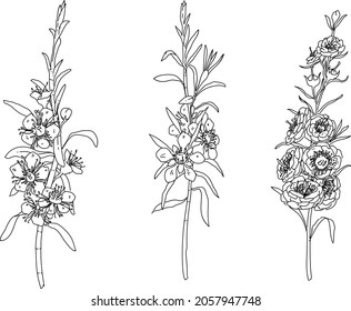 Hand drawn black and white set of a Leptospermum flower element
