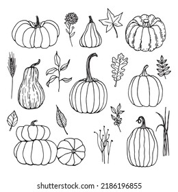 Conjunto de calabazas blancas y negras dibujadas a mano con hierba de ramitas y hojas. Esbozo de caricatura de verduras al estilo de doodle. Símbolo de la cosecha de otoño y Halloween.