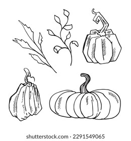Conjunto de calabazas blancas y negras dibujadas a mano con hierba de ramitas y hojas. Esbozo de caricatura de verduras al estilo de doodle. Símbolo de otoño
