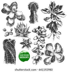 Hand drawn black and white set of cactuses and succulents. Highly detailed vector illustration