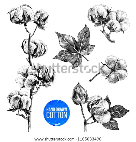 Hand drawn black and white set of cotton plant. Vector illustration in vintage style