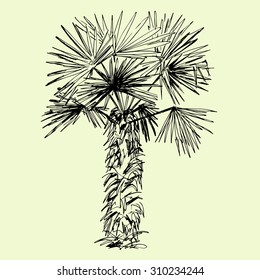 Hand drawn black and white single palm tree