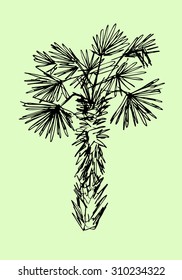 Hand Drawn Black And White Single Palm Tree