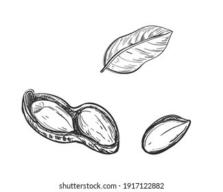 Hand drawn black and white sketch of peanut, grain, leaf. Vector illustration. Elements in graphic style label, card, sticker, menu, package. Engraved style illustration.