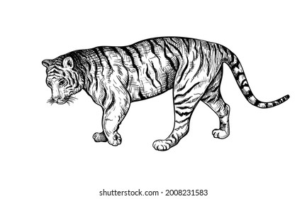 Hand drawn black and white sketch of Tiger. Wild animal. Tiger is a symbol of the 2022 Chinese New Year. Holiday vector illustration of Zodiac Sign of tiger for greeting card, flyer, banner, calendar