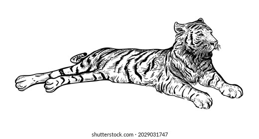 Hand drawn black and white sketch of Tiger. Wild animal. Tiger is a symbol of the 2022 Chinese New Year. Holiday vector illustration of Zodiac Sign of tiger for greeting card, flyer, banner, calendar