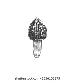 Hand drawn black and white sketch of morel mushroom in vector format. Illustration of forest mushroom in engraved style on isolated background. Element for thematic design.