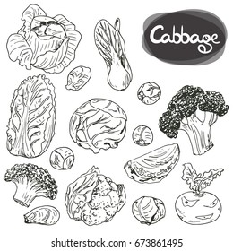 Hand drawn black and white sketch style cabbages set. White cabbage, kohlrabi, Brussels sprouts, broccoli, cauliflower, Chinese cabbage, leaf cabbage. Color illustration.