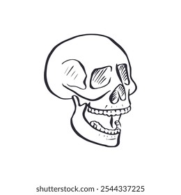 Hand drawn black and white sketchy human skull isolated on white background. Doodle skeleton head tattoo design