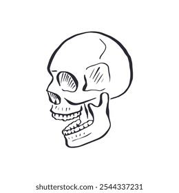 Hand drawn black and white sketchy human skull isolated on white background. Doodle skeleton head tattoo design