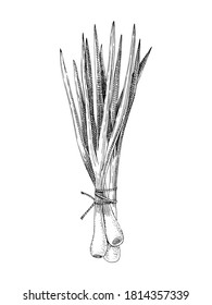 Hand drawn black and white spring onions bunch. Fresh vegetables. Sketched vector illustration