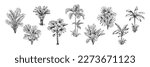Hand drawn black and white tropical palms. Vector illustration set. Hawaiian plants in realistic style. Foliage design. Botanical elements isolated on a white background.