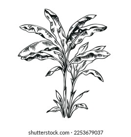 Hand drawn black and white tropical banana palm. Vector illustration. Hawaiian plant in realistic style. Foliage design. Botanical element isolated on a white background.