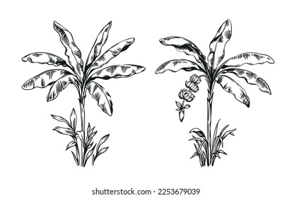 Hand drawn black and white tropical banana palms. Vector illustration set. Hawaiian plants in realistic style. Foliage design. Botanical elements isolated on a white background.