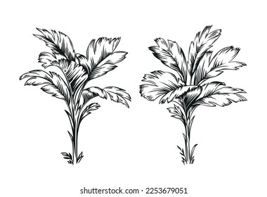 Hand drawn black and white tropical palms. Vector illustration set. Hawaiian plants in realistic style. Foliage design. Botanical elements isolated on a white background.