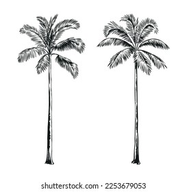 Hand drawn black and white tropical palms. Vector illustration set. Hawaiian plants in realistic style. Foliage design. Botanical elements isolated on a white background.