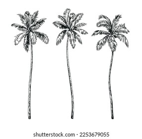 Palmeras tropicales blancas y negras dibujadas a mano. Conjunto de ilustraciones vectoriales. Plantas hawaianas de estilo realista. Diseño de follaje. Elementos botánicos aislados en un fondo blanco.