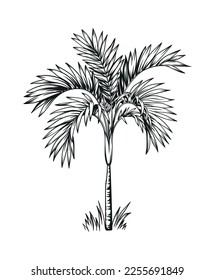 Hand drawn black and white tropical palm. Vector illustration. Hawaiian plant in realistic style. Foliage design. Botanical element isolated on a white background.