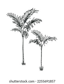 Hand drawn black and white tropical palms. Vector illustration set. Hawaiian plants in realistic style. Foliage design. Botanical elements isolated on a white background.