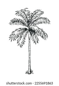 Palma tropical pintada a mano en blanco y negro. Ilustración vectorial. Planta hawaiana de estilo realista. Diseño de follaje. Elemento botánico aislado en un fondo blanco.