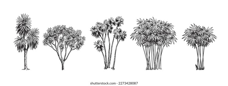 Hand drawn black and white tropical trees. Vector illustration set with exotic plants. Foliage design. Botanical element isolated on a white background.