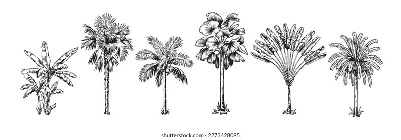 Hand drawn black and white tropical palms. Vector illustration set. Hawaiian plants in realistic style. Foliage design. Botanical elements isolated on a white background.