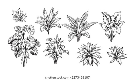 Hand drawn black and white tropical plants. Vector illustration set. Foliage design. Botanical element isolated on a white background.