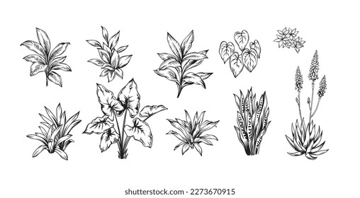 Hand drawn black and white tropical plants. Vector illustration set. Foliage design. Botanical element isolated on a white background.