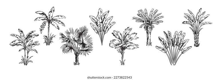 Hand drawn black and white tropical palms. Vector illustration set. Hawaiian plants in realistic style. Foliage design. Botanical elements isolated on a white background.