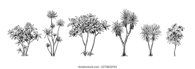 Árboles tropicales blancos y negros dibujados a mano. Ilustración vectorial con plantas exóticas. Diseño de follaje. Elemento botánico aislado en un fondo blanco.