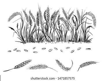 Hand drawn black and white vector illustration set of grain, ear of wheat, grass. sketch.