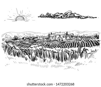 Hand drawn black and white vector illustration set of grain, ear of wheat, grass. sketch.