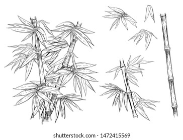 Hand drawn black and white vector illustration set of bamboo, leaf. sketch.