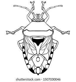 Hand drawn black & white vector illustration of shield bug