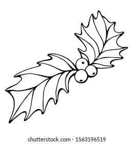 Hand drawn black and white vector of Ilex or holly isolated on white. Festive elements for your design.