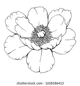vector blanco y negro dibujado a mano de la flor peony.  Ilustración de material aislada en fondo blanco. 