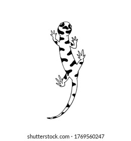 Hand drawn black and white vector illustration of Tiger salamander, Ambystoma tigrinum,   Illinois state symbol.