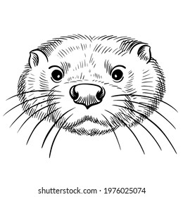 Hand drawn black and white vector portrait of otter  isolated on white background. Stock illustration of wild water animal in sketch style for coloring pages.