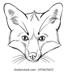 Hand drawn black and white vector portrait of fox  isolated on white background. Stock illustration of forest animal in sketch style for coloring pages.
