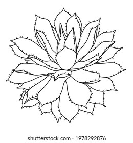 Hand drawn black and white vector of agava isolated on white background. Stock illustration of succulent plant for coloring pages.