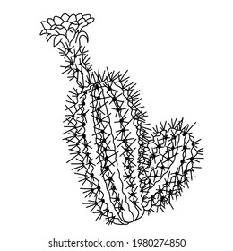 Handgezeichneter schwarz-weißer Vektorgrafik sukkulenter Pflanzen einzeln auf weißem Hintergrund. Stockillustration für exotische Blumen. Echinocereus triglochidiatus cactus skizze for coloring pages.