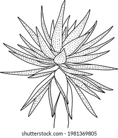 Hand drawn black and white vector of aloe isolated on white background. Stock illustration of succulent plant for coloring pages.