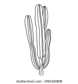 Vector blanco y negro dibujado a mano de lophocereus schottii aislado sobre fondo blanco. Ilustración de la planta suculenta para páginas de coloración.