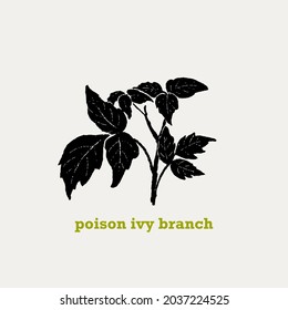 Hand drawn black and white vector illustration of Poison ivy plant, branch with leaves . Botanical drawing, linocut style.