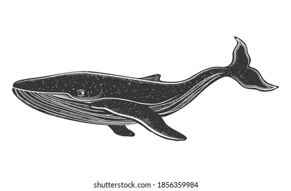 Hand drawn black and white whale. Beautiful hand drawn humpback whale. Sketch vector illustration