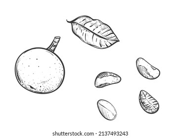 Hand drawn black and whitesketch: brazil nut, leaves. Vector illustration.