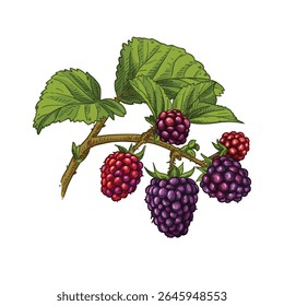 Hand drawn blackberries on a branch with leaves. Vector illustration isolated on white background.